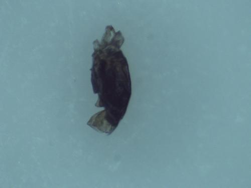 Hylaeus dilatatus